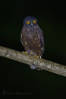 Hume's Hawk-Owl (Ninox obscura) (4)