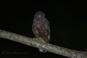 Hume's Hawk-Owl (Ninox obscura) (6)
