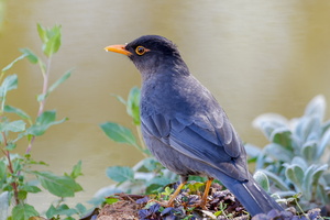 Indian blackbird (Turdus simillimus)01