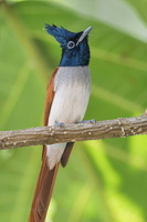 Indian Paradise-Flycatcher (Terpsiphone paradisi) (1)