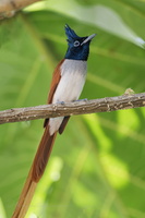 Indian Paradise-Flycatcher (Terpsiphone paradisi) (2)