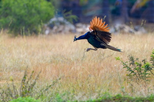 Indian peafowl (Pavo cristatus)