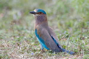 Indian roller (Coracias benghalensis) (2)
