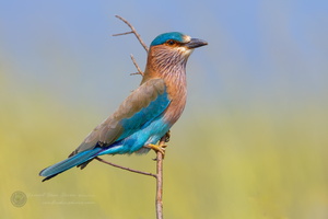 Indian roller (Coracias benghalensis) (1)