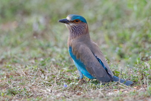 Indian roller (Coracias benghalensis) (3)