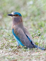 Indian roller (Coracias benghalensis) (4)