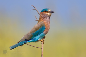 Indian roller (Coracias benghalensis) (7)