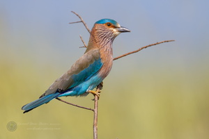 Indian roller (Coracias benghalensis) (6)