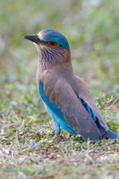 Indian roller (Coracias benghalensis) (5)