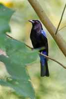 Irena puella (Asian Fairy-bluebird)