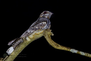 Jungle Nightjar (Caprimulgus indicus) (1)