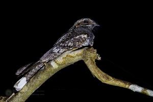 Jungle Nightjar (Caprimulgus indicus) (2)
