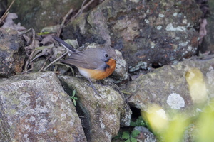 Kashmir Flycatcher (Ficedula subrubra)  (2)