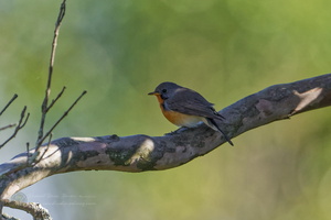 Kashmir Flycatcher (Ficedula subrubra)  (4)