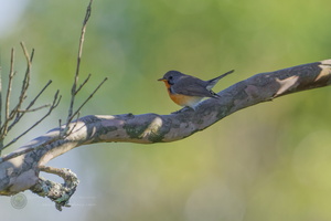 Kashmir Flycatcher (Ficedula subrubra)  (3)