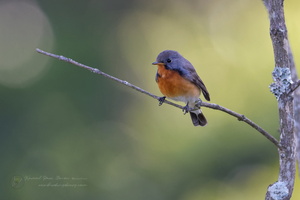 Kashmir Flycatcher (Ficedula subrubra)  (6)-1