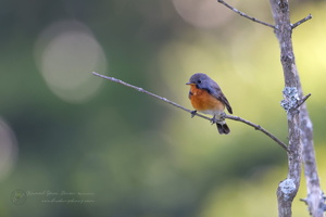 Kashmir Flycatcher (Ficedula subrubra)  (6)