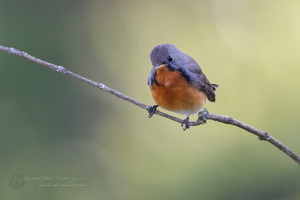 Kashmir Flycatcher (Ficedula subrubra) (3)