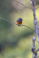 Kashmir Flycatcher (Ficedula subrubra) (2)