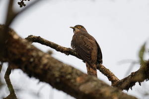Large Hawk-Cuckoo (Hierococcyx sparverioides) (2)