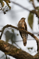 Large Hawk-Cuckoo (Hierococcyx sparverioides) (1)