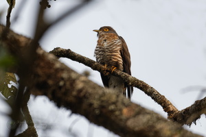 Large Hawk-Cuckoo (Hierococcyx sparverioides) (3)