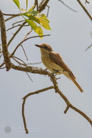 Large Woodshrike (Tephrodornis virgatus)