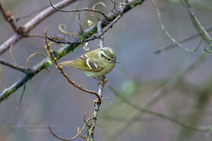 Lemon-rumped warbler (Phylloscopus chloronotus)