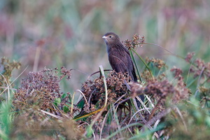 Lesser Coucal (Centropus bengalensis) (1)