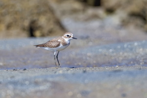 Lesser Sandplover (Charadrius mongolus)