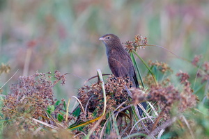 Lesser Coucal (Centropus bengalensis) (2)