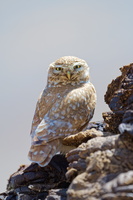 Little Owl (Athene noctua) (1)