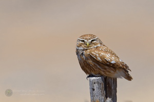 Little Owl (Athene noctua) (2)