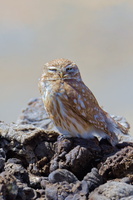 Little Owl (Athene noctua) (3)