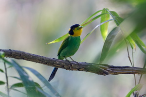 Long-tailed Broadbill (Psarisomus dalhousiae)