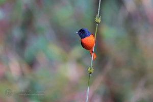 Long-tailed Minivet (Pericrocotus ethologus) (1)