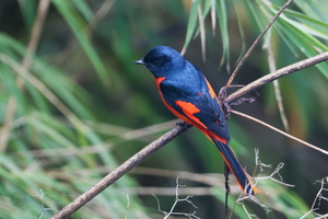Long-tailed Minivet (Pericrocotus ethologus) (2