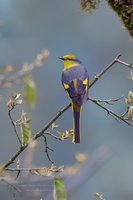 Long-tailed Minivet (Pericrocotus ethologus) (3)