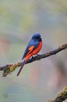 Long-tailed Minivet (Pericrocotus ethologus) (4
