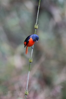 Long-tailed Minivet (Pericrocotus ethologus) (5)