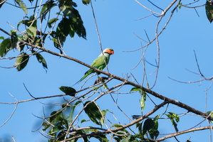 long-tailed parakeet (Psittacula longicauda) (1)