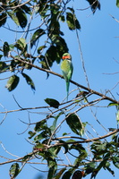 long-tailed parakeet (Psittacula longicauda) (2)