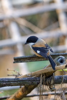 Long-tailed shrike (Lanius schach) (2)
