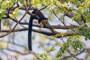 Malabar giant squirrel (Ratufa indica)