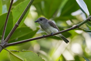 Mangrove whistler (Pachycephala cinerea) (1)
