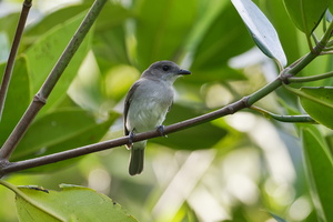 Mangrove whistler (Pachycephala cinerea) (2)