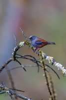 Maroon-backed Accentor (Prunella immaculata) (1)