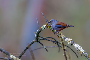 Maroon-backed Accentor (Prunella immaculata) (2)