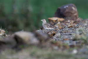 Mongolian Short-toed Lark (Calandrella dukhunensis) (1)