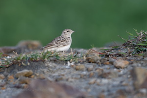 Mongolian Short-toed Lark (Calandrella dukhunensis) (2)